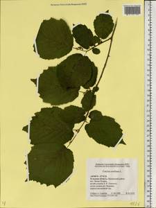 Corylus avellana L., Eastern Europe, Central region (E4) (Russia)