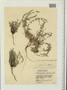 Astragalus dolichophyllus Pall., Eastern Europe, Lower Volga region (E9) (Russia)