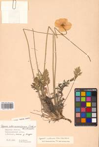 Oreomecon setosa (Tolm.) Krivenko, Siberia, Russian Far East (S6) (Russia)