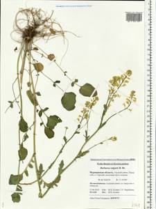 Barbarea vulgaris (L.) W.T. Aiton, Eastern Europe, Northern region (E1) (Russia)