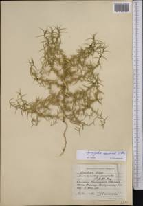 Agriophyllum pungens (Vahl) Link, Middle Asia, Caspian Ustyurt & Northern Aralia (M8) (Kazakhstan)