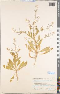 Chorispora tenella (Pall.) DC., Eastern Europe, North Ukrainian region (E11) (Ukraine)
