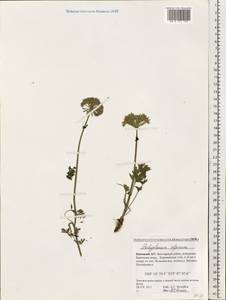 Pachypleurum mutellinoides (Crantz) Holub, Eastern Europe, Northern region (E1) (Russia)