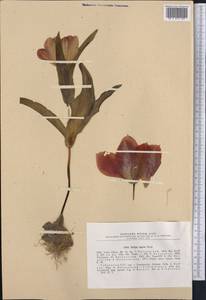 Tulipa ingens Hoog, Middle Asia, Pamir & Pamiro-Alai (M2) (Uzbekistan)