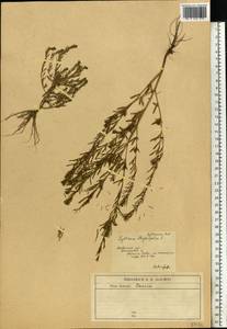 Lythrum thymifolia L., Eastern Europe, South Ukrainian region (E12) (Ukraine)