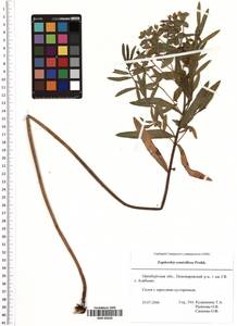 Euphorbia semivillosa (Prokh.) Krylov, Eastern Europe, Eastern region (E10) (Russia)