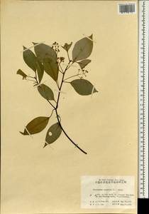 Cinnamomum camphora (L.) J. Presl, South Asia, South Asia (Asia outside ex-Soviet states and Mongolia) (ASIA) (China)