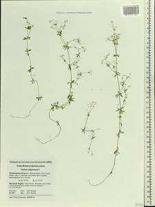 Galium uliginosum L., Eastern Europe, Northern region (E1) (Russia)