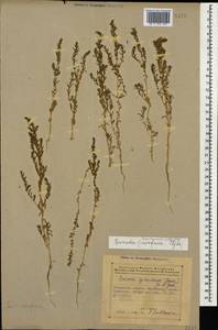 Suaeda acuminata (C. A. Mey.) Moq., Caucasus, Azerbaijan (K6) (Azerbaijan)