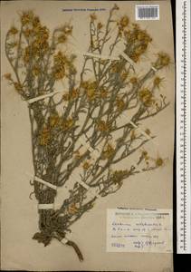 Centaurea solstitialis L., Caucasus, Dagestan (K2) (Russia)