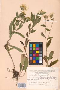 Pentanema britannicum (L.) D. Gut. Larr., Santos-Vicente, Anderb., E. Rico & M. M. Mart. Ort., Eastern Europe, Central region (E4) (Russia)