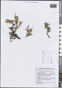 Paronychia kapela (Hacq.) A.Kern., Western Europe (EUR) (Spain)