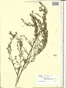 Artemisia absinthium L., Eastern Europe, South Ukrainian region (E12) (Ukraine)