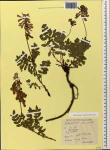 Hedysarum caucasicum M.Bieb., Caucasus, South Ossetia (K4b) (South Ossetia)
