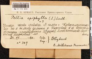 Pellia epiphylla (L.) Corda, Bryophytes, Bryophytes - European North East (B7) (Russia)