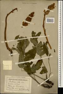 Orobanche alba Steph. ex Willd., Caucasus, Stavropol Krai, Karachay-Cherkessia & Kabardino-Balkaria (K1b) (Russia)