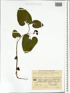 Aristolochia iberica Fisch. & C. A. Mey. ex Boiss., Caucasus, Abkhazia (K4a) (Abkhazia)