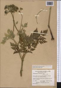 Kreidion chinensis (L.) Raf., America (AMER) (Canada)