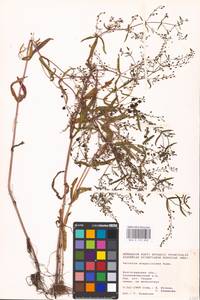 MHA 0 159 898, Veronica anagalloides Guss., Eastern Europe, Lower Volga region (E9) (Russia)