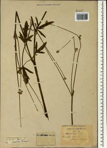 Ranunculus repens L., Caucasus, Krasnodar Krai & Adygea (K1a) (Russia)
