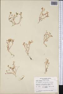 Montia linearis (Dougl. ex Hook.) Greene, America (AMER) (Canada)
