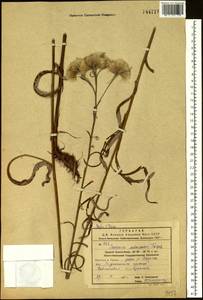 Saussurea amurensis Turcz. ex DC., Siberia, Russian Far East (S6) (Russia)