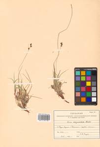 Carex oxyandra (Franch. & Sav.) Kudô, Siberia, Russian Far East (S6) (Russia)