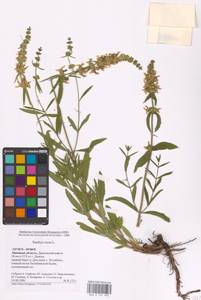 MHA 0 154 990, Stachys recta L., Eastern Europe, Central forest-and-steppe region (E6) (Russia)