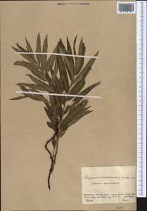Persicaria amphibia (L.) Gray, Middle Asia, Northern & Central Kazakhstan (M10) (Kazakhstan)