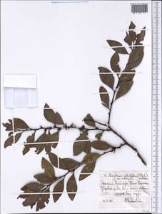 Gymnosporia arbutifolia subsp. arbutifolia, Africa (AFR) (Ethiopia)