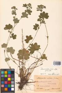 Alchemilla baltica Sam. ex Juz., Eastern Europe, Moscow region (E4a) (Russia)