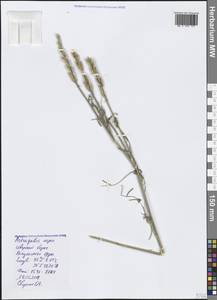 Astragalus asper Jacq., Crimea (KRYM) (Russia)