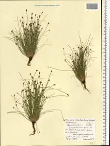 Eleocharis ovata (Roth) Roem. & Schult., Eastern Europe, Central region (E4) (Russia)