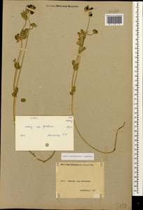 Lotus corniculatus subsp. corniculatus, Caucasus, Armenia (K5) (Armenia)