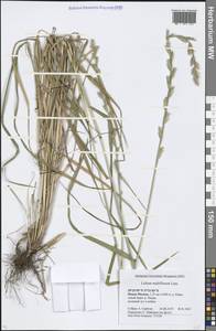 Lolium multiflorum Lam., Eastern Europe, Moscow region (E4a) (Russia)