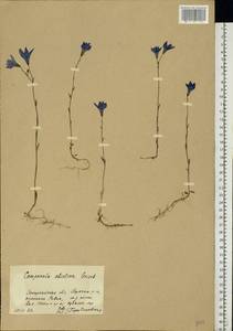 Campanula patula subsp. abietina (Griseb. & Schenk) Simonk., Eastern Europe, West Ukrainian region (E13) (Ukraine)