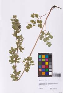 Thalictrum simplex L., Eastern Europe, Central forest-and-steppe region (E6) (Russia)