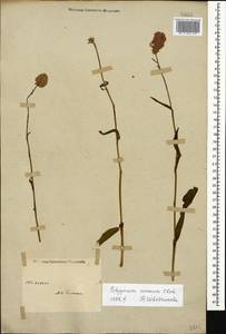 Bistorta carnea (K. Koch) Kom., Caucasus (no precise locality) (K0)
