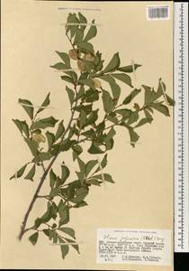 Ulmus davidiana var. japonica (Rehder) Nakai, Mongolia (MONG) (Mongolia)