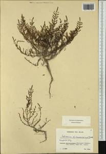 Salicornia europaea subsp. brachystachya (G. Mey.) Dahmen & Wissk., Western Europe (EUR) (France)