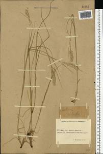 Melica ciliata L., Eastern Europe, Rostov Oblast (E12a) (Russia)