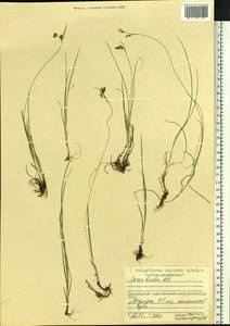 Carex bicolor Bellardi ex All., Siberia, Central Siberia (S3) (Russia)