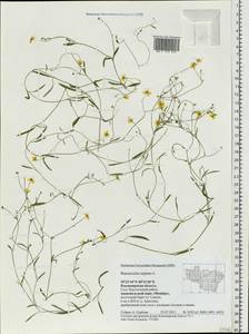Ranunculus reptans L., Eastern Europe, Central region (E4) (Russia)