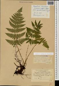Dryopteris carthusiana (Vill.) H. P. Fuchs, Caucasus, South Ossetia (K4b) (South Ossetia)