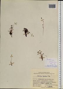Saxifraga rivularis subsp. rivularis, Siberia, Russian Far East (S6) (Russia)