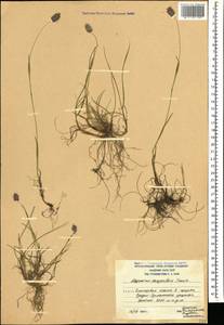 Alopecurus dasyanthus Trautv., Caucasus, South Ossetia (K4b) (South Ossetia)