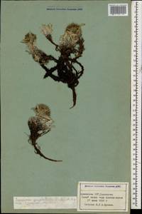 Saussurea gnaphalodes (Royle) Sch. Bip., Caucasus, Armenia (K5) (Armenia)