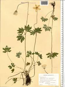 Anemone sylvestris L., Eastern Europe, Central region (E4) (Russia)