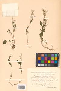 Cardamine scutata Thunb., Siberia, Russian Far East (S6) (Russia)