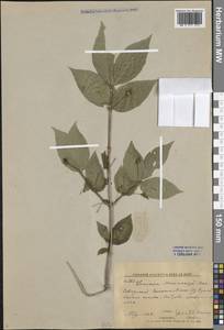 Lonicera maximowiczii (Rupr.) Regel, Siberia, Russian Far East (S6) (Russia)